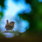 Besuch vom Zaunkönig