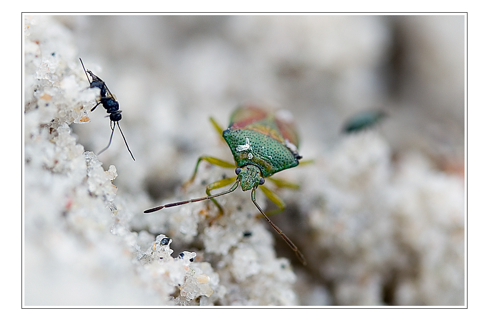 Besuch von auswärts ...