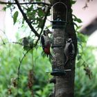 Besuch von Buntspecht mit Nachwuchs 