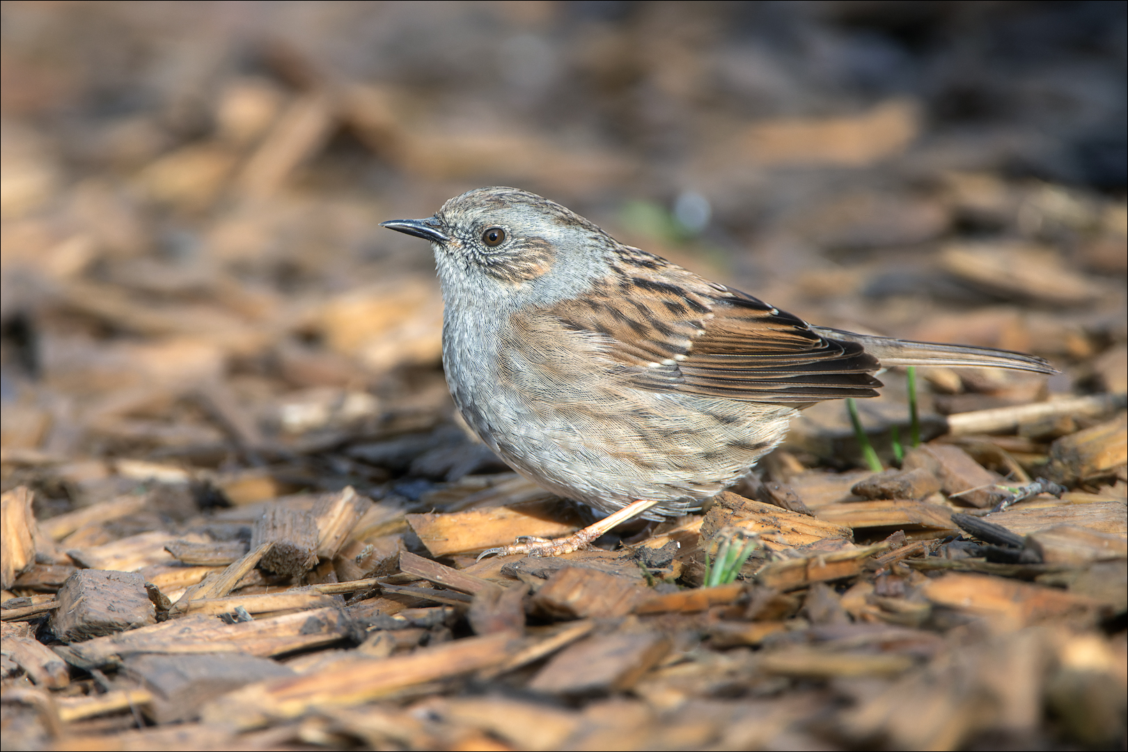 Besuch von der Heckenbraunelle