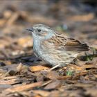 Besuch von der Heckenbraunelle