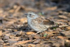 Besuch von der Heckenbraunelle