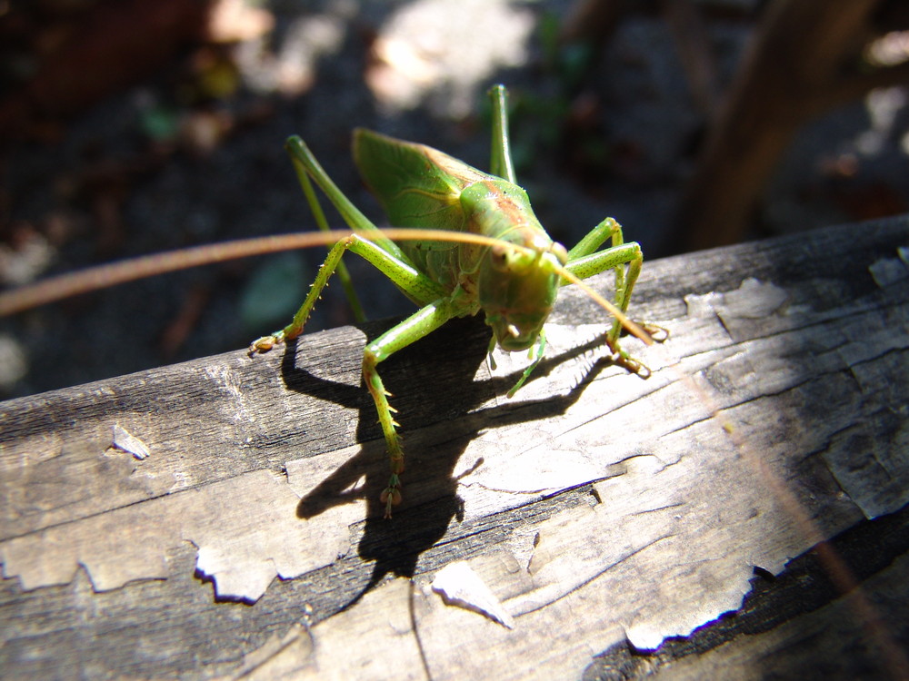 Besuch von der Heuschrecke