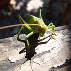 Besuch von der Heuschrecke