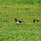 Besuch von der Küste