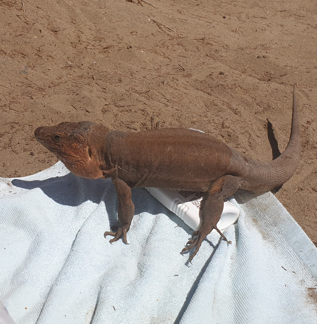 Besuch von der Tierwelt