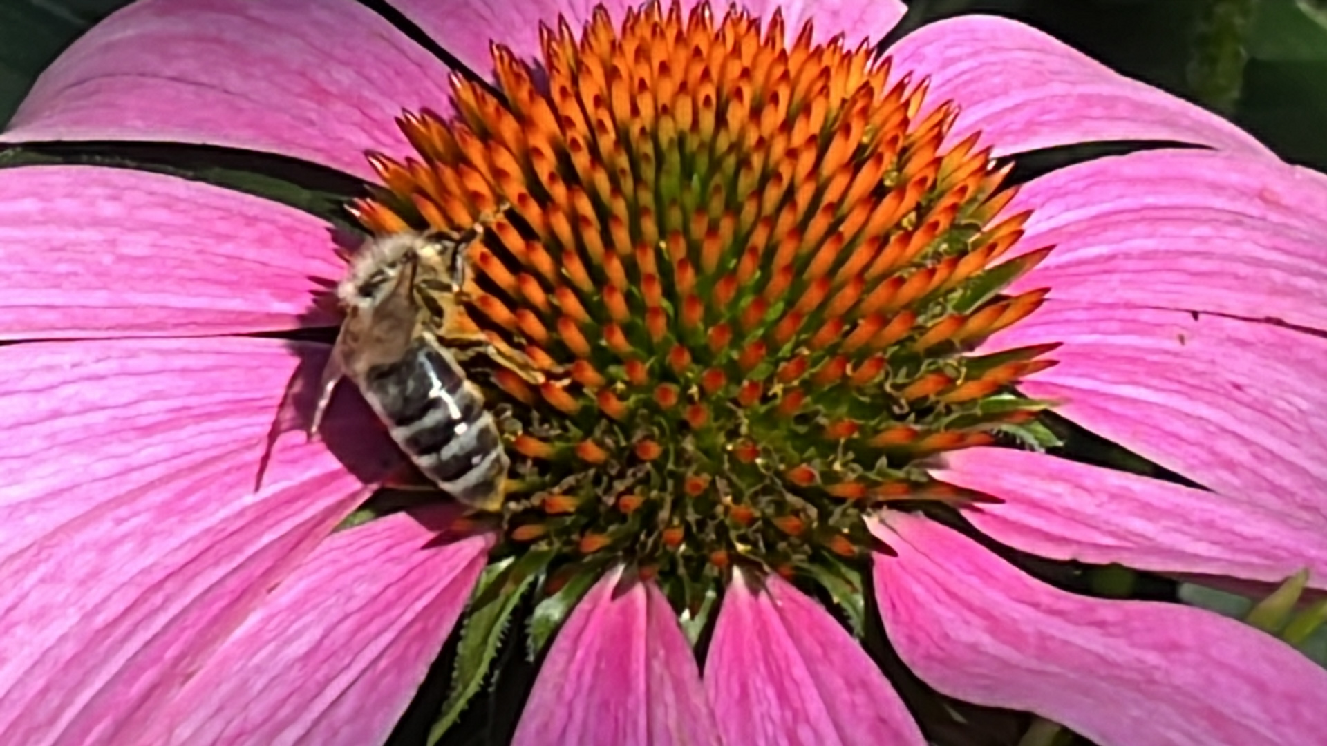 Besuch von eine Biene