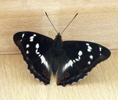 Besuch von einem Schmetterling