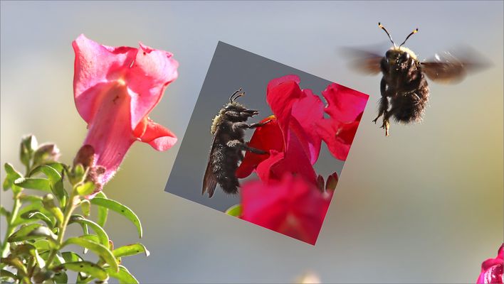 Besuch von einer Holzbiene