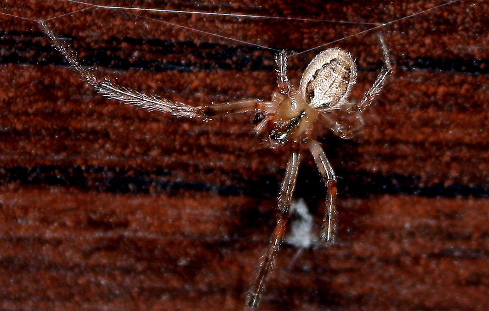 Besuch von einer kleinen Spinne... Welche Art ist es?