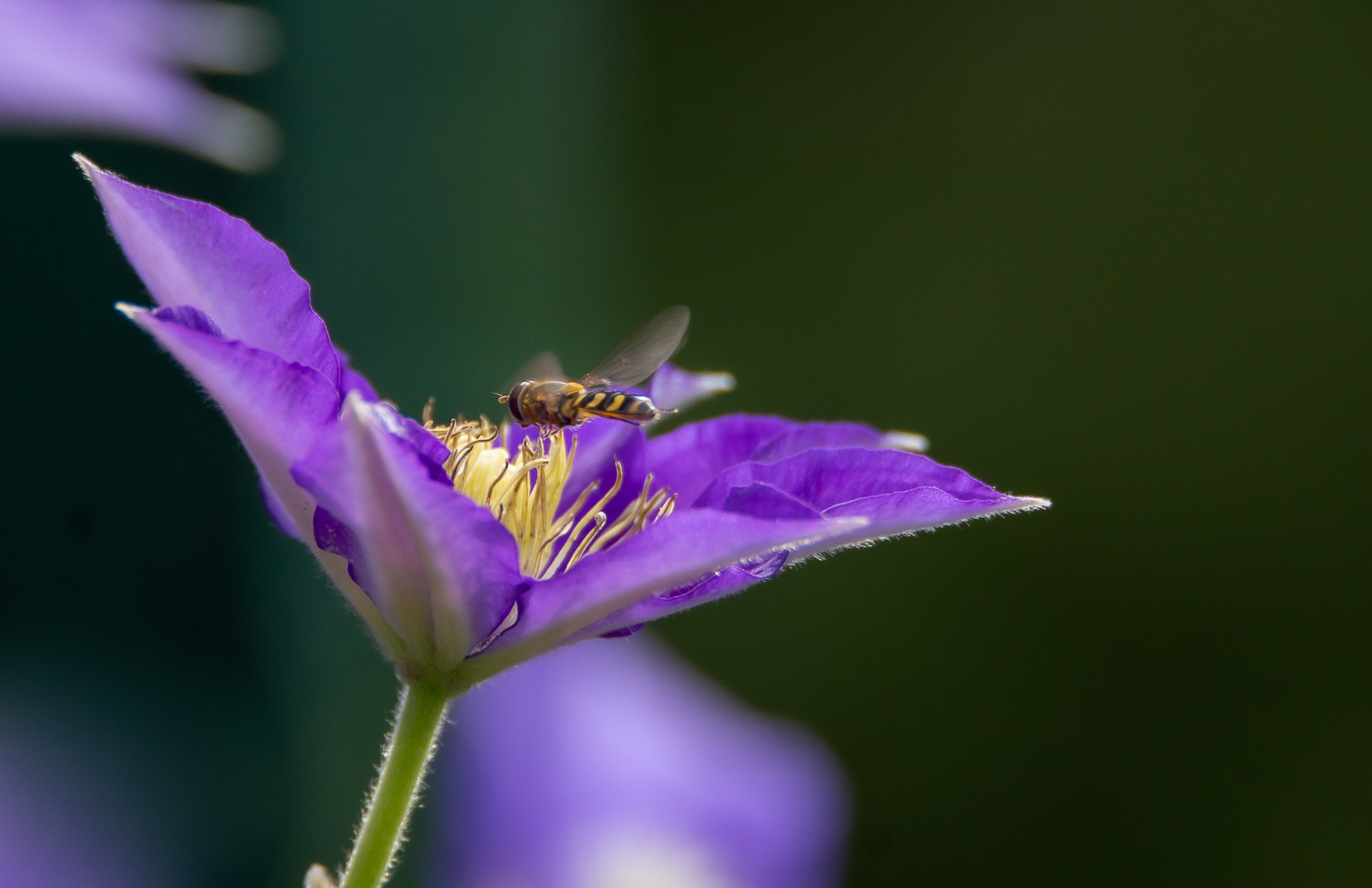 Besuch von einer Schwebfliege