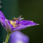 Besuch von einer Schwebfliege