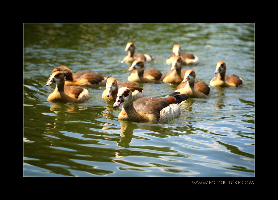 Besuch von Familie Gans