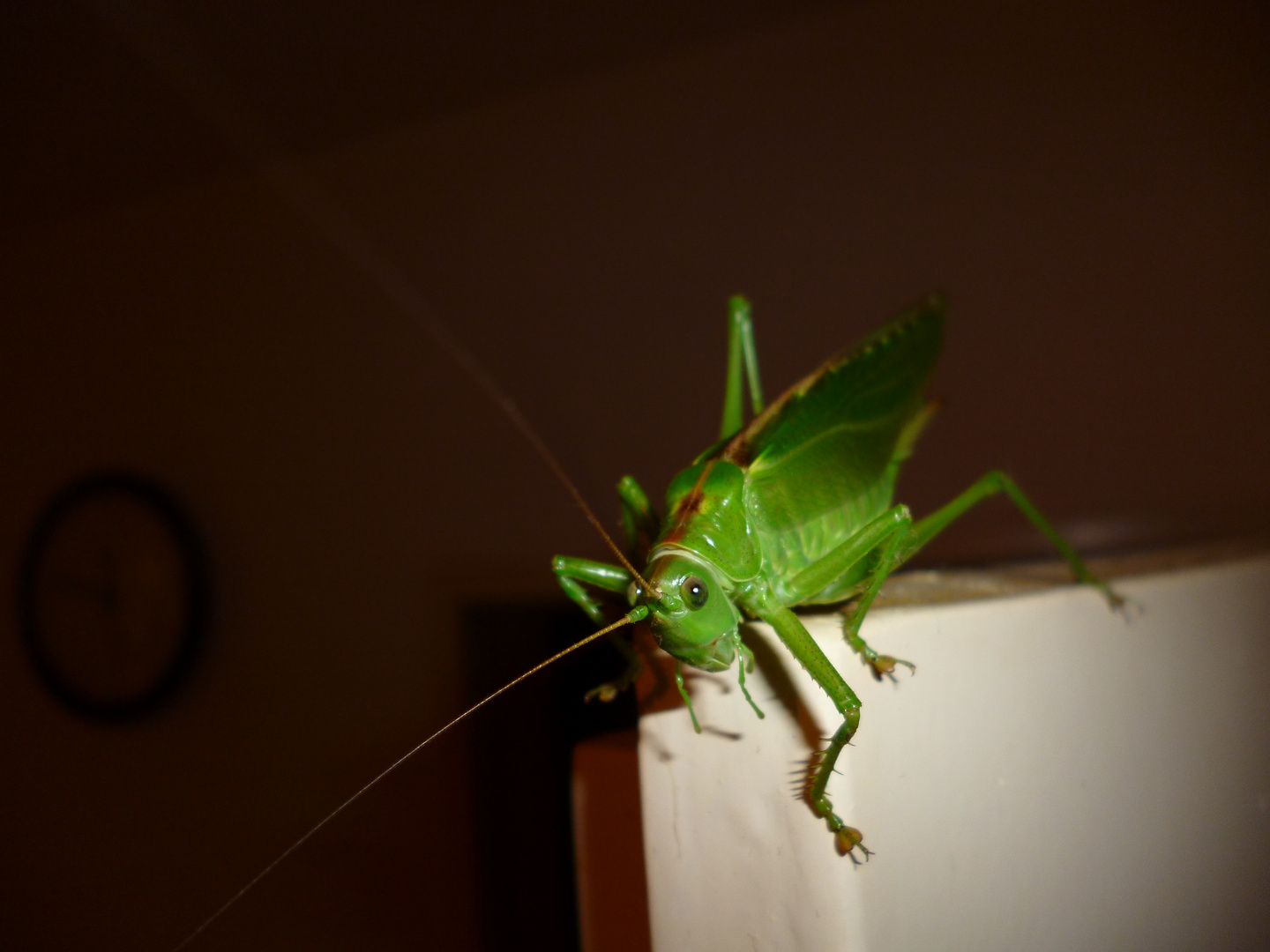 Besuch von Flip dem Grashüpfer