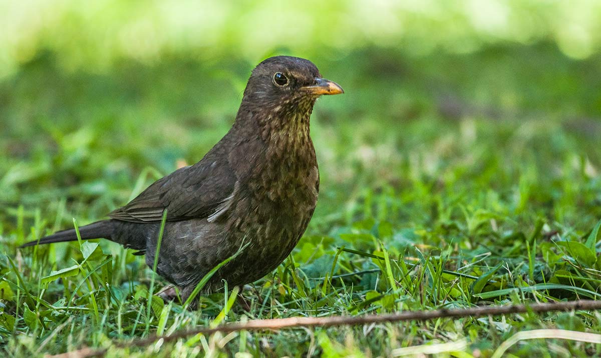 Besuch von Frau Amsel