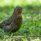 Besuch von Frau Amsel