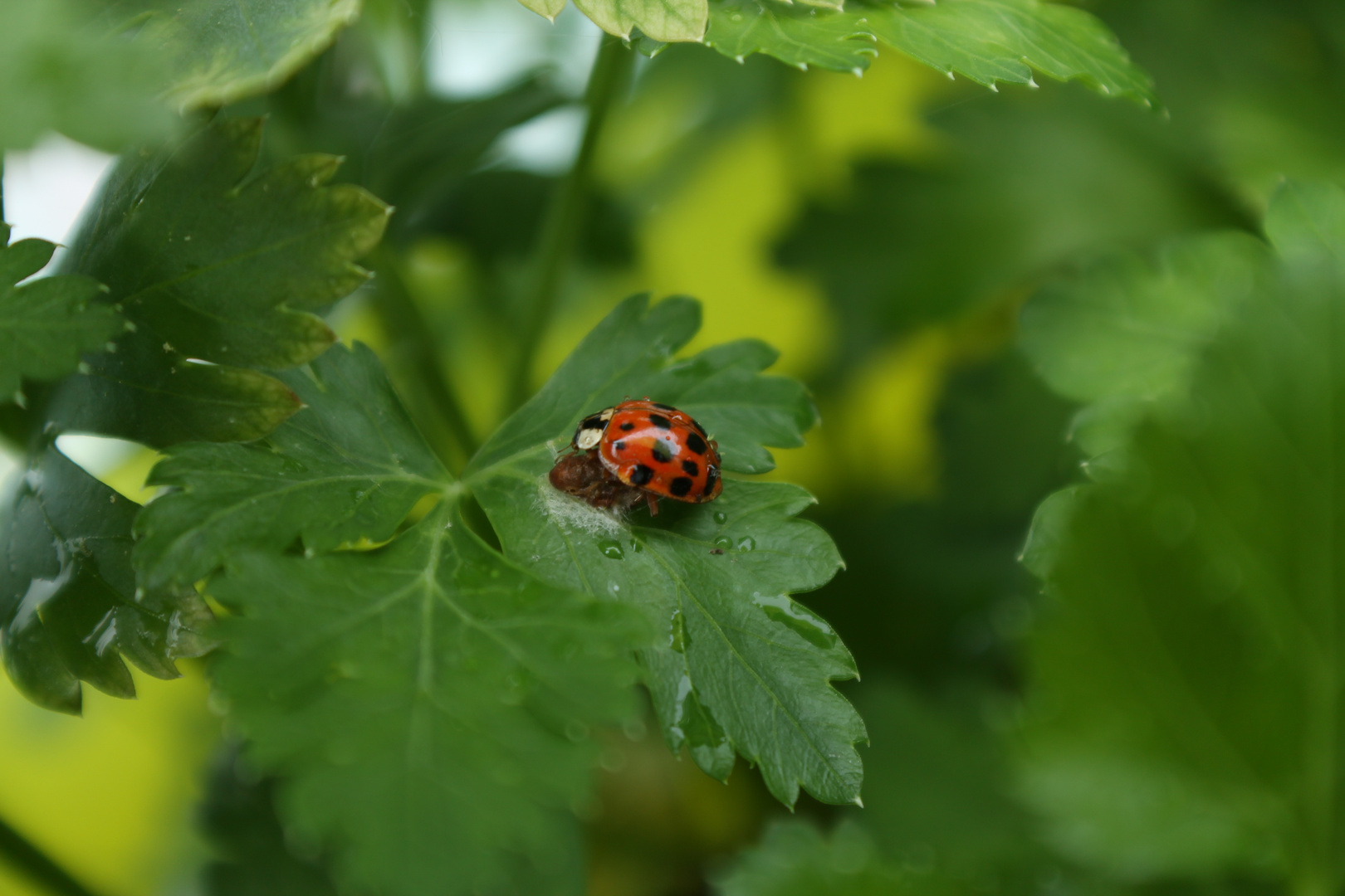 Besuch von Karl