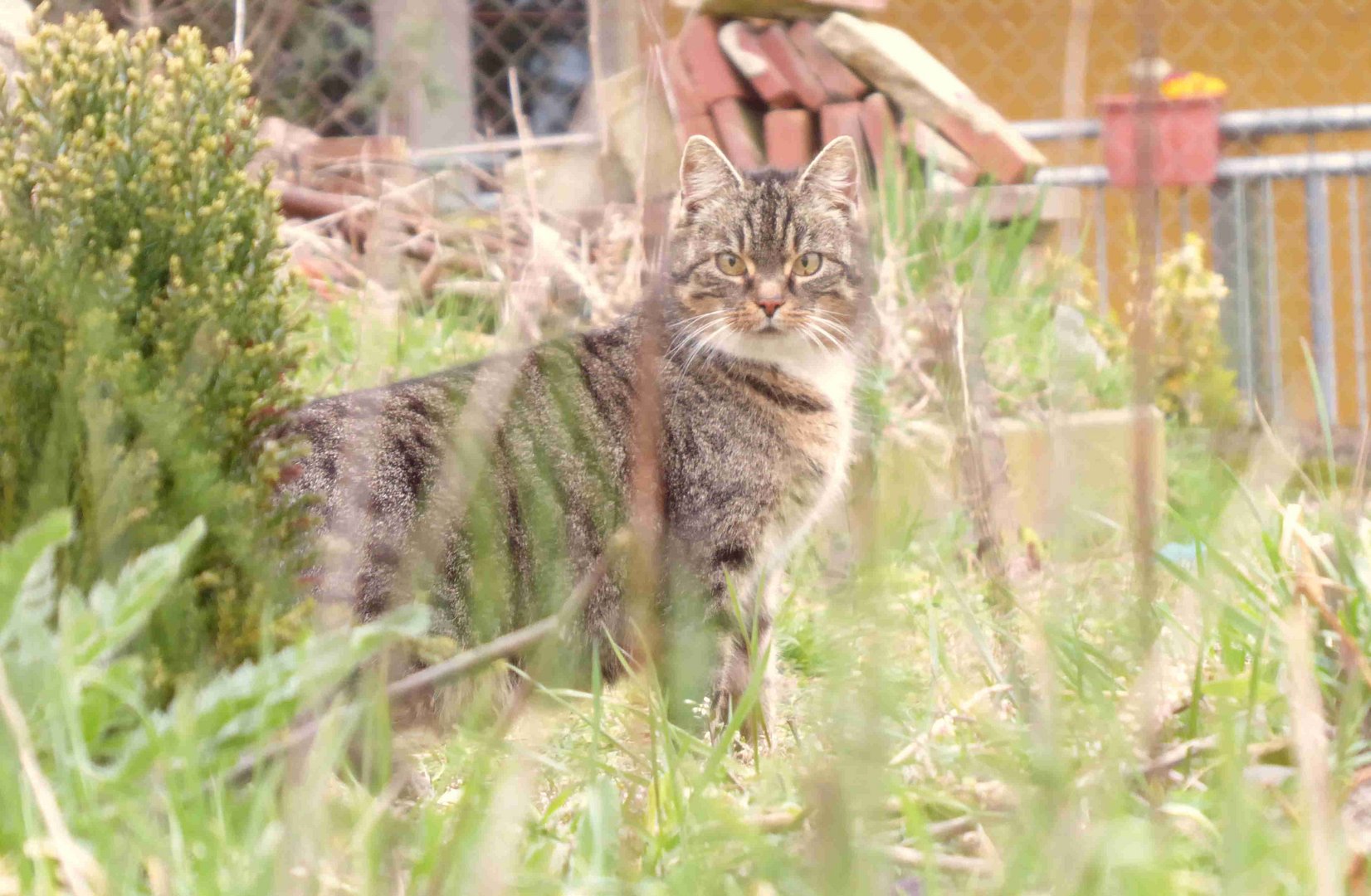 Besuch von Nachbars Kater