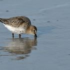 Besuch von (oder bei?) den Alpenstrandläufern 04