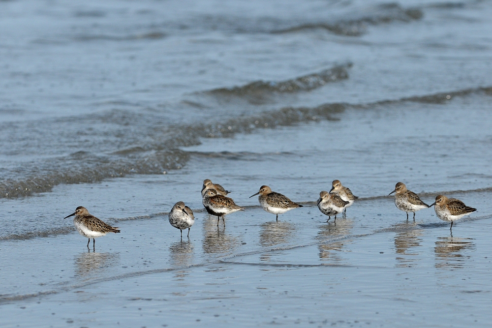 Besuch von (oder bei?) den Alpenstrandläufern 07