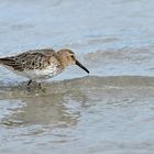 Besuch von (oder bei?) den Alpenstrandläufern 15