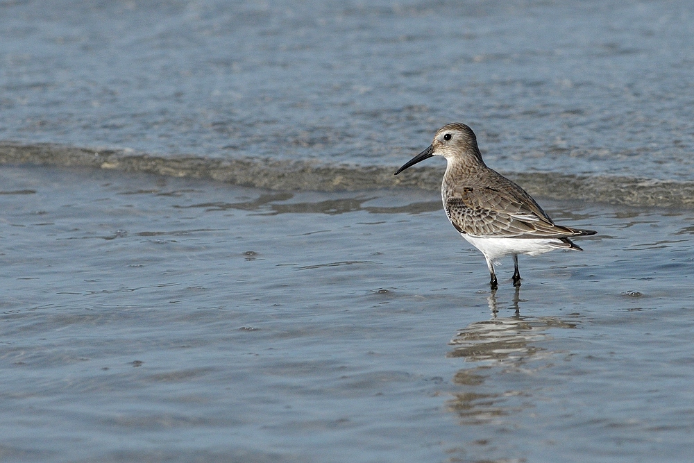 Besuch von (oder bei?) den Alpenstrandläufern 16