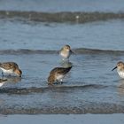 Besuch von (oder bei?) den Alpenstrandläufern 18