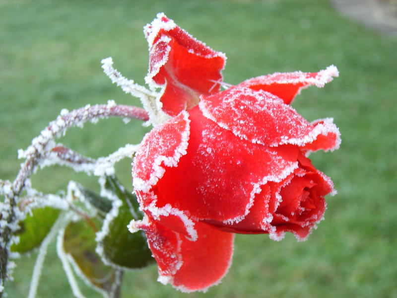 Besuch von Väterchen Frost