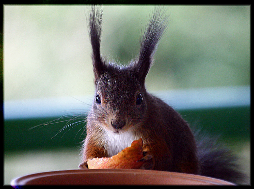 Besuch vor dem Fenster 2