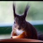 Besuch vor dem Fenster 2