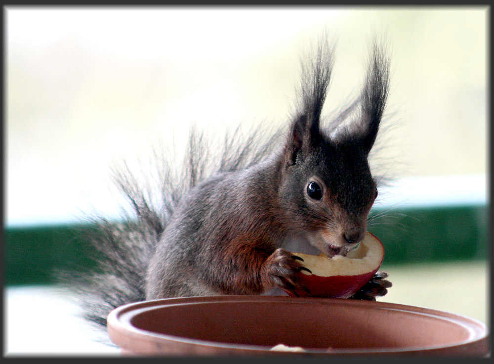 Besuch vor dem Fenster 3