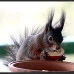 Besuch vor dem Fenster 3