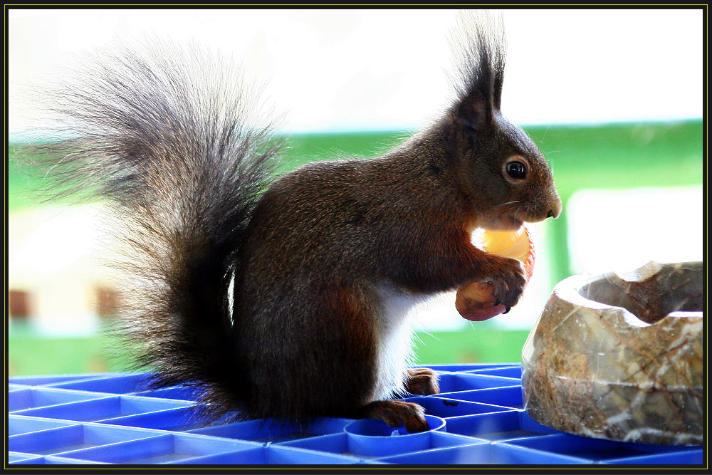 Besuch vor dem Fenster.