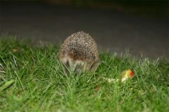 Besuch vor der Tür am Sonntagabend, ein Igel