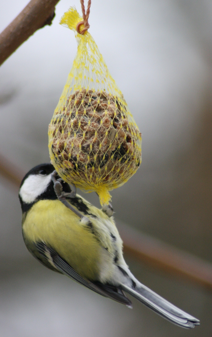 Besuch vorm Fenster