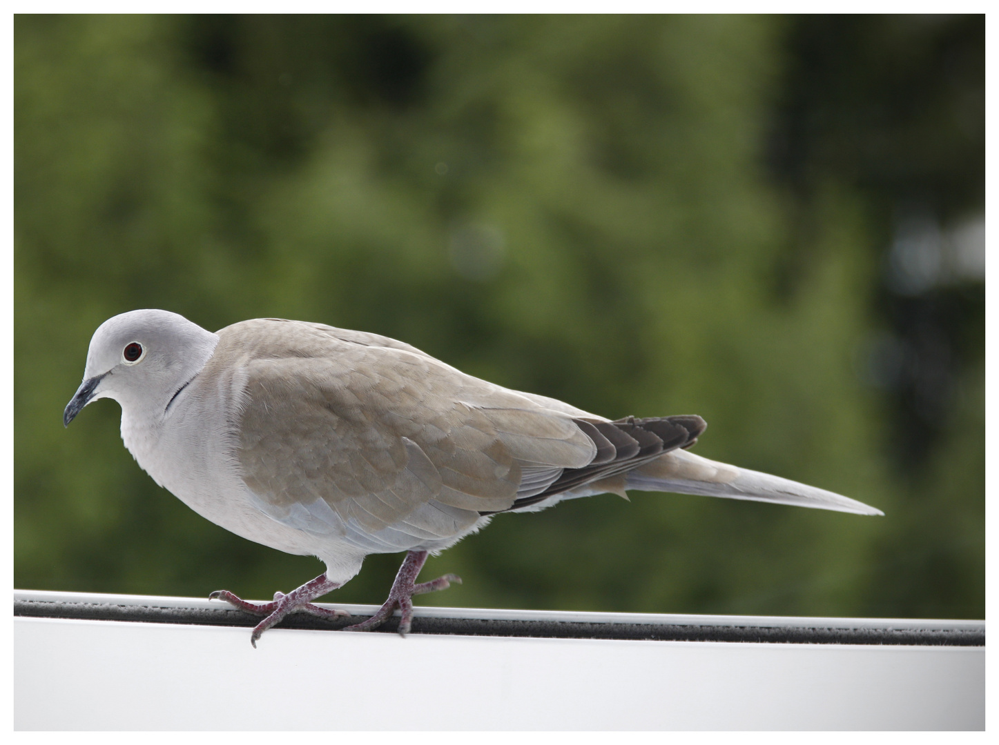 Besuch zu Mittag am Fenster