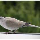 Besuch zu Mittag am Fenster