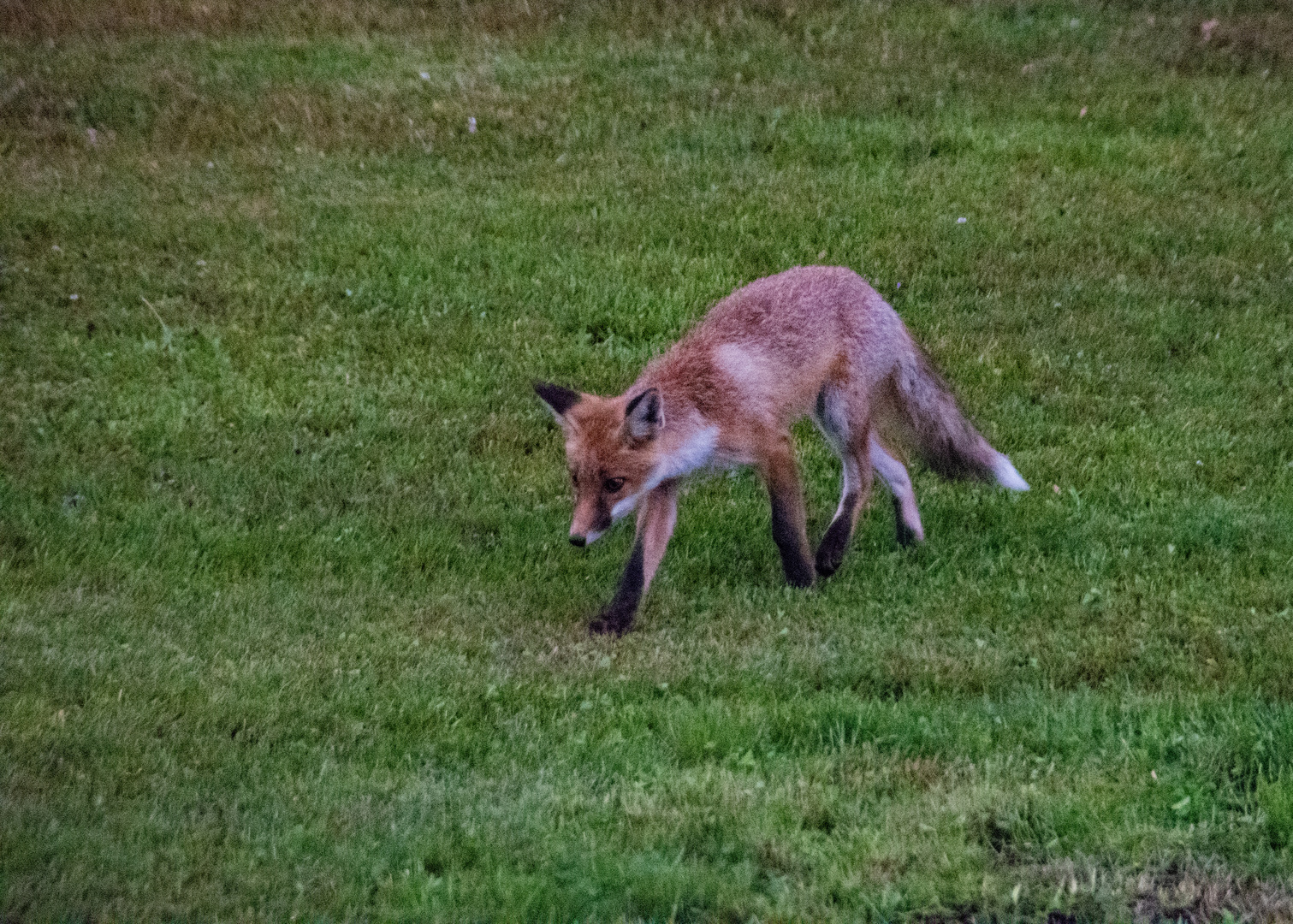 Besuch zum Abend