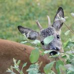 Besuch zum Frühstück 2