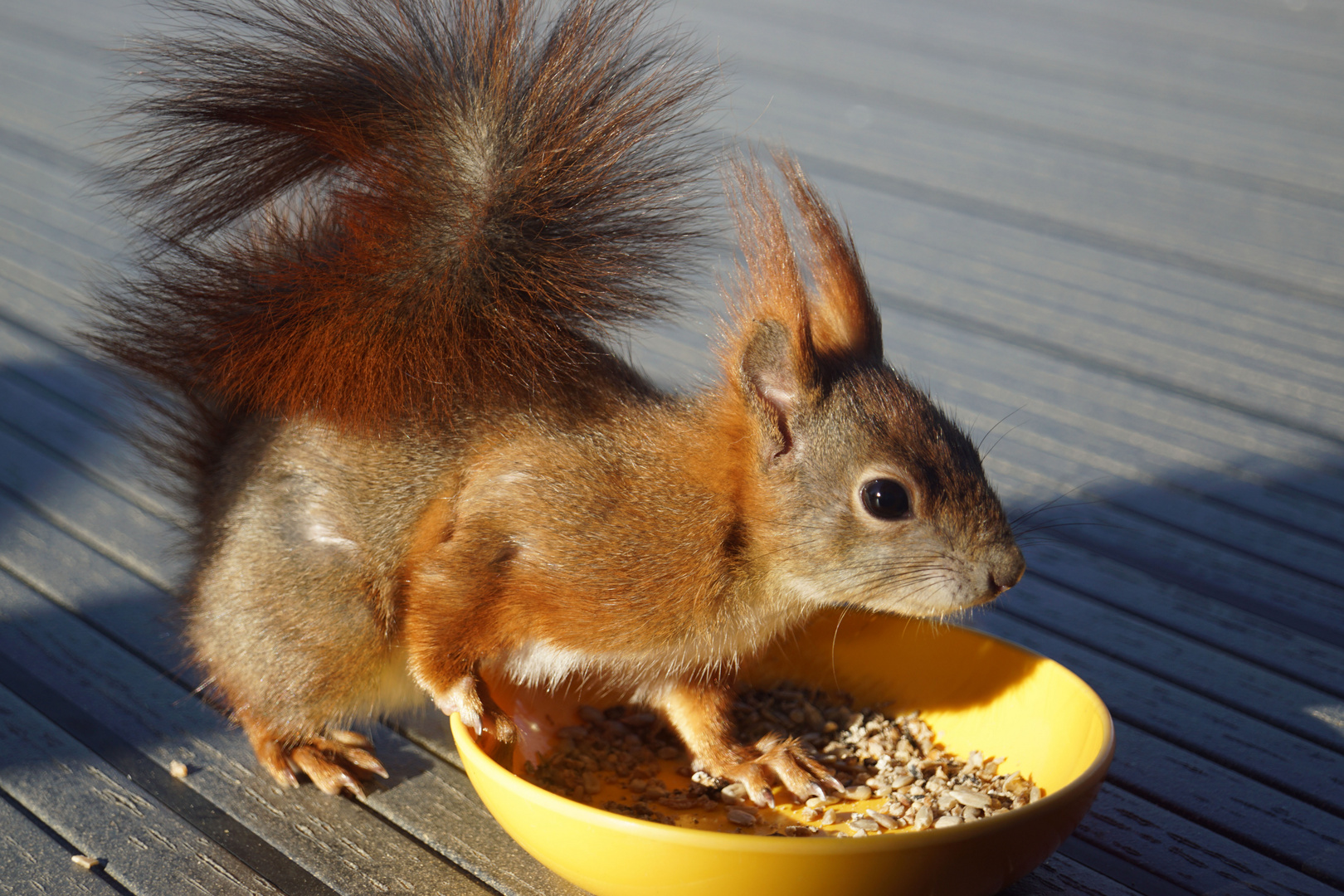 besuch zum frühstück