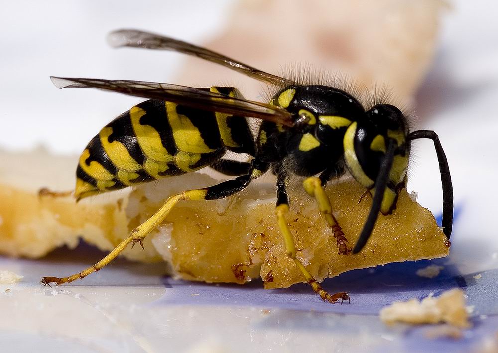 Besuch zum Frühstück