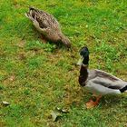 Besuch zum Kaffee im Garten