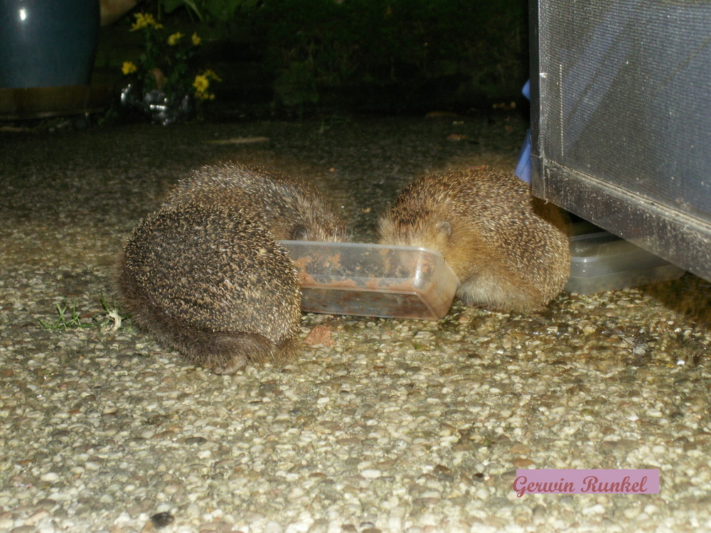 Besuch zur später Stunde