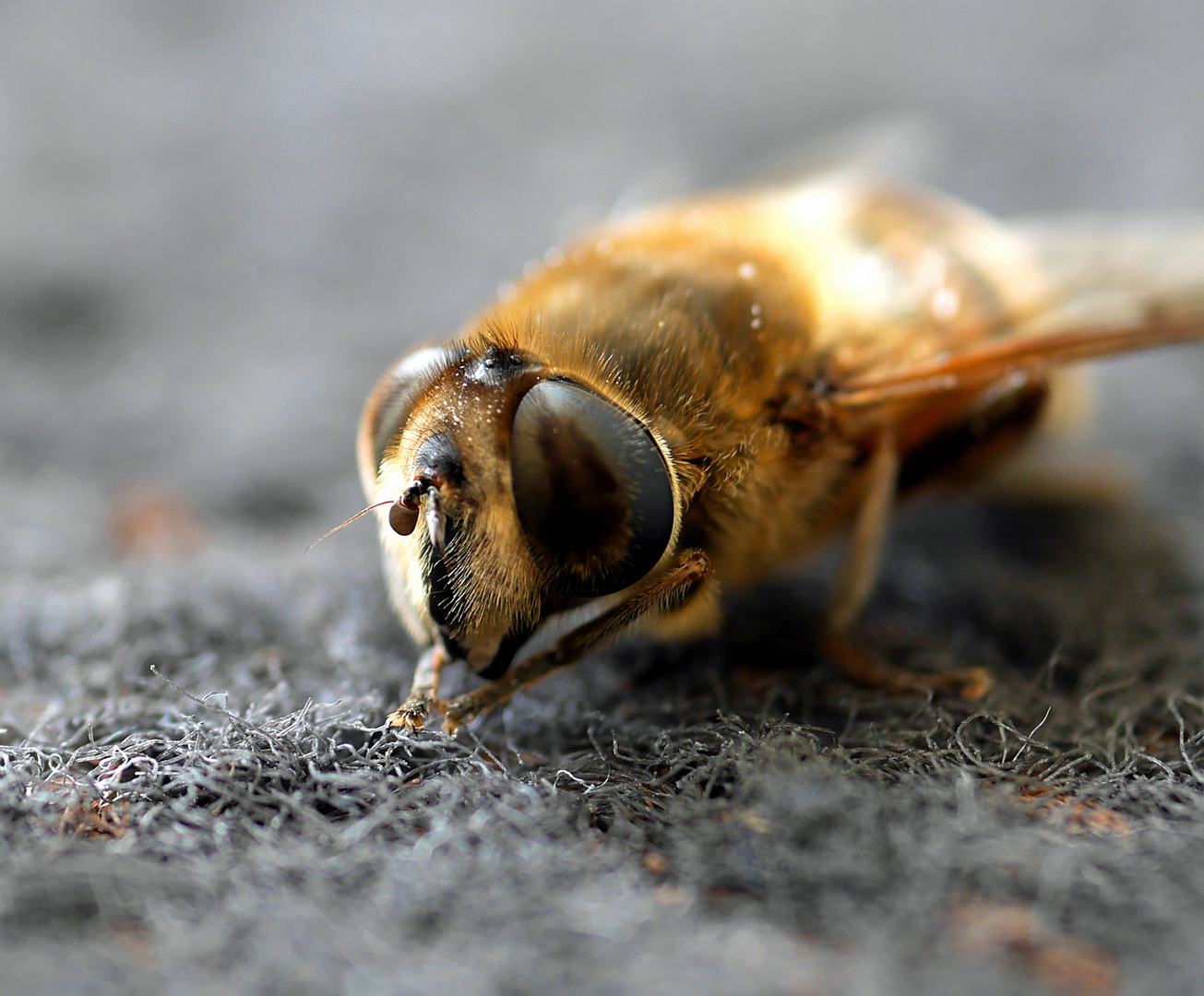 Besuch zwischen Winter und Frühling