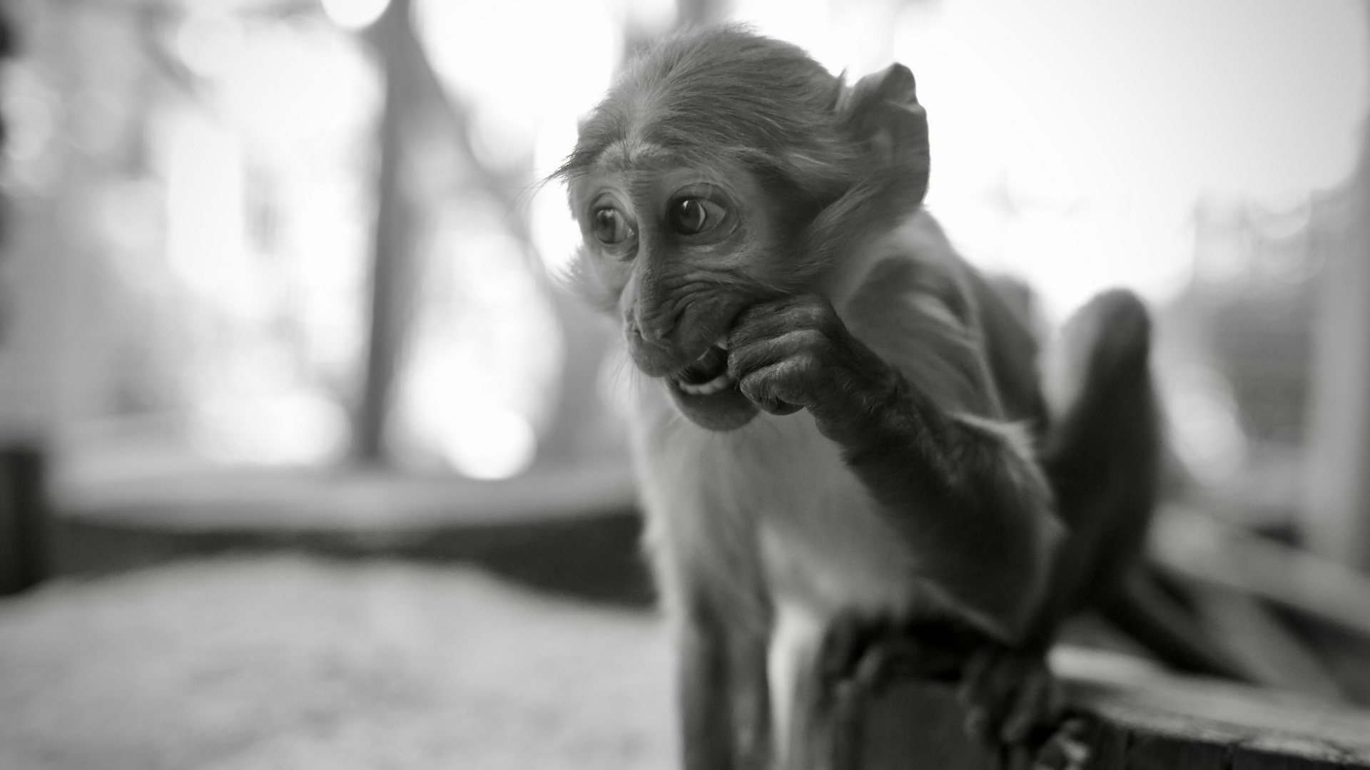 besuchen sie den zoo, dann sind sie wieder froh