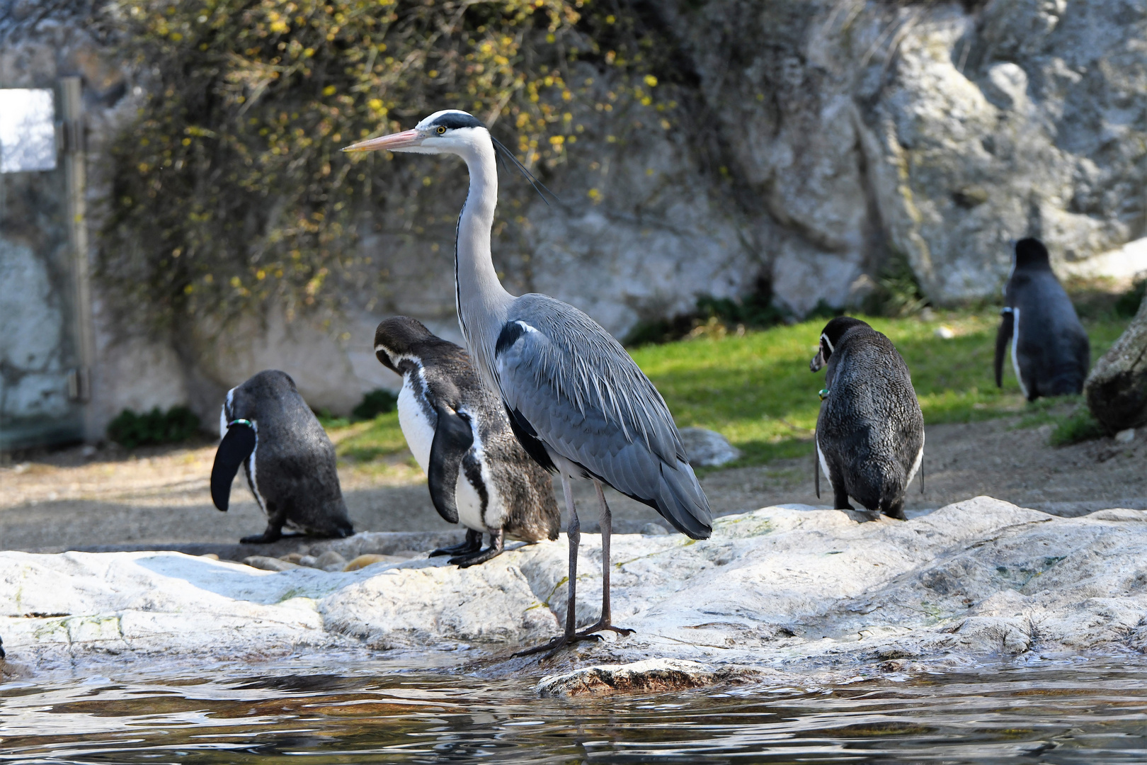 Besucher