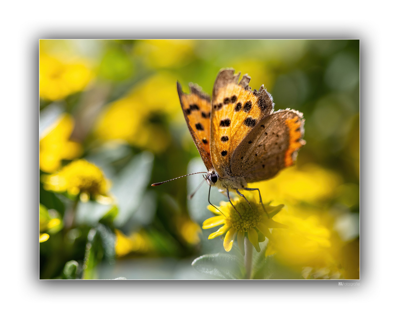 Besucher.. Foto & Bild projekte, thementage, 6 samstag