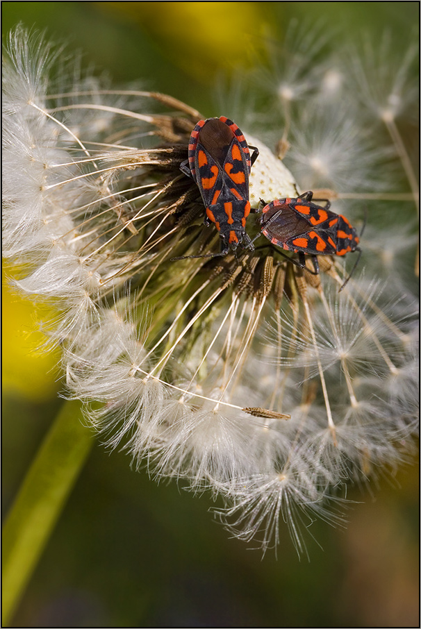 Besucher