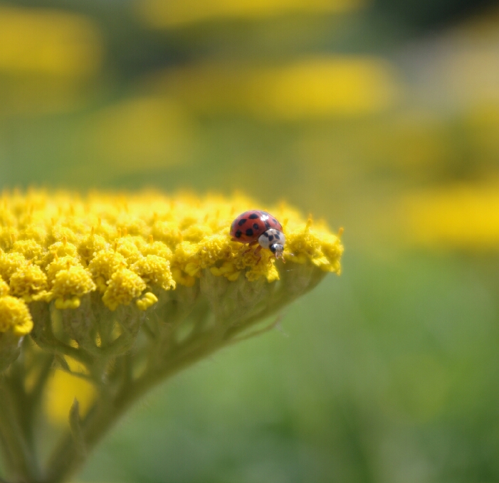 Besucher