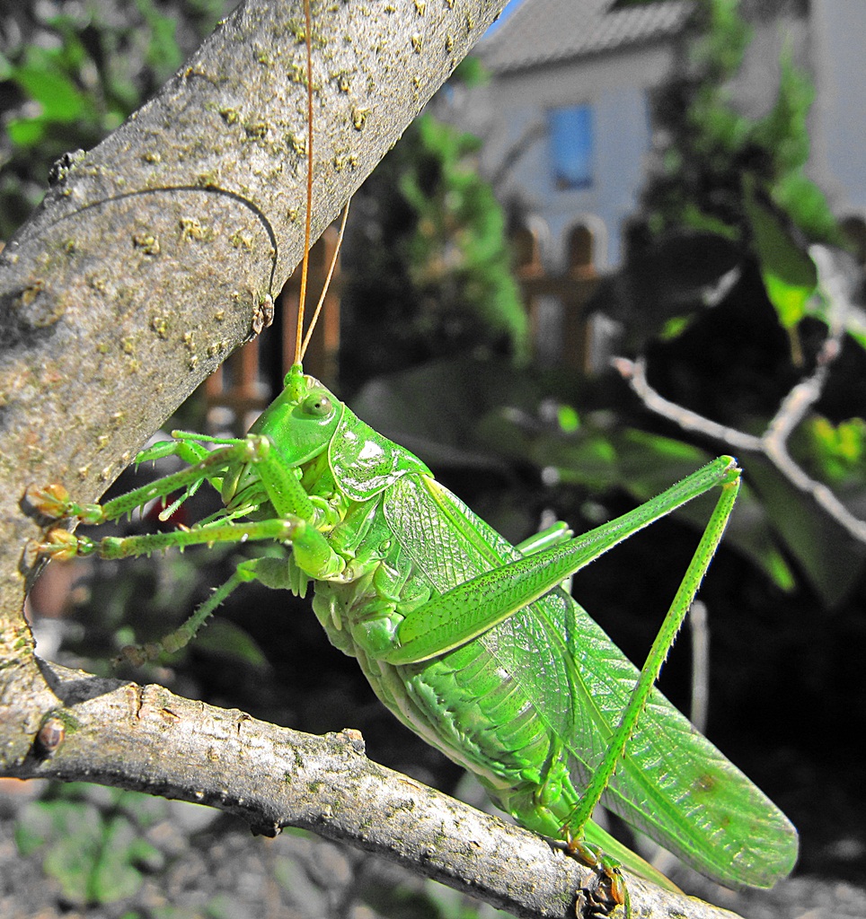 Besucher